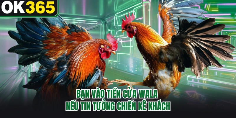 Bạn vào tiền cửa Wala nếu tin tưởng chiến kê khách