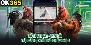Đá Gà Cựa Sắt - Theo Dõi Trận Đấu Kịch Tính Hàng Đầu OK365