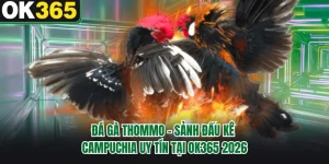 Đá Gà Thommo - Sảnh Đấu Kê Campuchia Uy Tín Tại OK365 2026